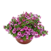 Flower Assortment Premium Live Plant Hanging Basket 10 in.
