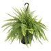 Boston Fern Live Plant Hanging Basket 10 in.