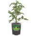 Bonnie Plants Bush Tomato Better Live Plant