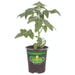 Bonnie Plants Tomato Big Boy Live Plant 4.5 in.