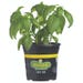 Bonnie Plants Basil Sweet Basil (Genovese) Live Plant
