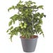 Bonnie Plants Tomato Better Boy Live Plant