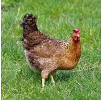 Chicken Tried & True Olive Egger Pullet (Female)