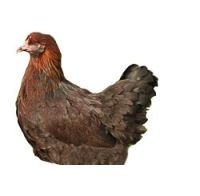 Chicken Fancy & Fun Partridge Cochin Pullet (Female)