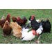 Chicken Assorted Bantams Straight Run (Unsexed)