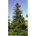 Spruce Black Hills Live Plant #1 Pot