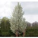 Pear Cleveland Select Live Plant #5 Pot