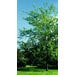 Maple Silver Live Plant #5 Pot