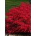 Burning Bush Dwarf Live Plant 8 in. Pot