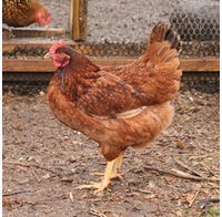 Chicken Old Faithful Cinnamon Queen Pullet (Female)