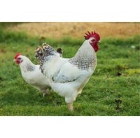 Chicken Old Faithful Delaware Pullet (Female)