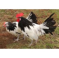 Chicken Tried & True Silver Lakenvelder Pullet (Female)