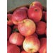 Apple Gala Live Plant #5 Pot