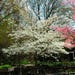 Dogwood White Live Plant #5 Pot