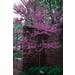 Redbud Eastern Tree Form Live Plant #5 Pot