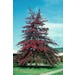Oak Pin Live Plant #5 Pot