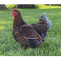 Chicken Fancy & Fun Breed Blue Laced Gold Wyandotte Pullet (Female)