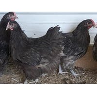 Chicken Fancy & Fun Breed Chocolate Orpington Pullet (Female)