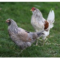 Chicken Old Faithful Breed Americana/Easter Egger Pullet (Female)