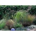 Ornamental Grass Assorted Live Plant #1 Pot
