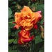 Rose Climbing Assorted Live Plant #3 Pot