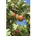 Apple Red Spy Live Plant #5 Pot