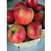 Apple Honeycrisp Live Plant #5 Pot