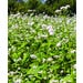 Food Plot Seed Buckwheat Bulk Sold by the Pound