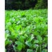 Food Plot Seed Dwarf Essex Rapeseed Bulk Sold by the Pound