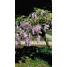 Wisteria Aunt Dee Live Plant 8 in. Pot