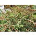 Cherry Nanking Live Plant 8 in. Pot