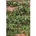 Apple Combo Espaliered Live Plant #7 Pot