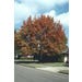 Oak Northern Red Live Plant #5 Pot