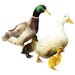 Duck Assorted Breeds Straight Run (Unsexed)