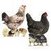 Chicken Tried and True Assorted Breeds Pullet (Female)