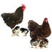 Chicken Tried and True Assorted Breeds Pullet (Female)