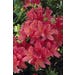 Azalea Red Live Plant #3 Pot