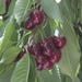 Cherry Van Live Plant #5 Pot