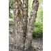 Birch River Clump Live Plant #5 Pot