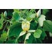 Tulip Tree Live Plant #5 Pot