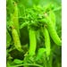 Food Plot Seed Packer Peas Bulk Sold by the Pound