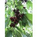 Cherry Black Tartarian Live Plant #5 Pot