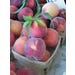 Peach Red Haven Live Plant #5 Pot