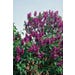 Lilac Yankee Doodle (Dark Purple) Live Plant #3 Pot