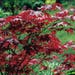 Maple Japanese Red Live Plant 8 in. Pot