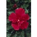 Althea Double Red Live Plant 8 in. Pot