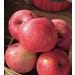 Apple Fuji Live Plant #5 Pot