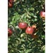 Apple Jonathan Live Plant #5 Pot