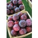 Plum Methley Live Plant #5 Pot