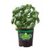 Bonnie Plants Basil Sweet Genovese Live Plant 4.5 in.